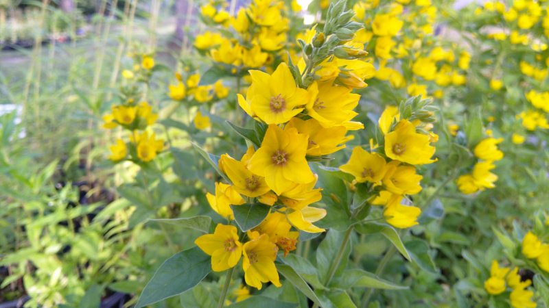 Lysimachia punctata  Tarha-alpi